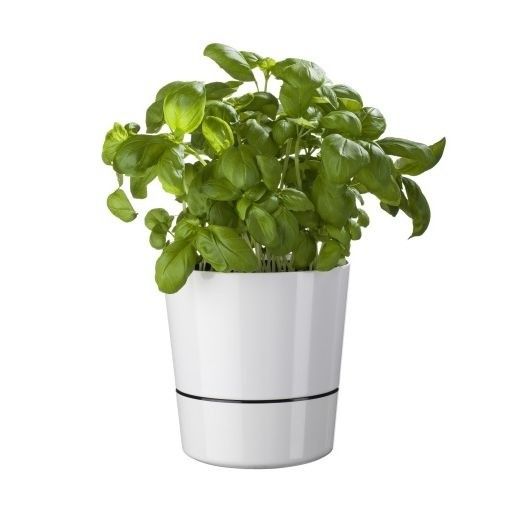 Raifort en pot : plante aromatique en pot - Aromatiques